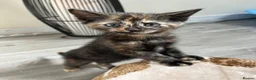 Mixed Breed cats for sale: SALT & PEPPER ❤️ - Advert 2
