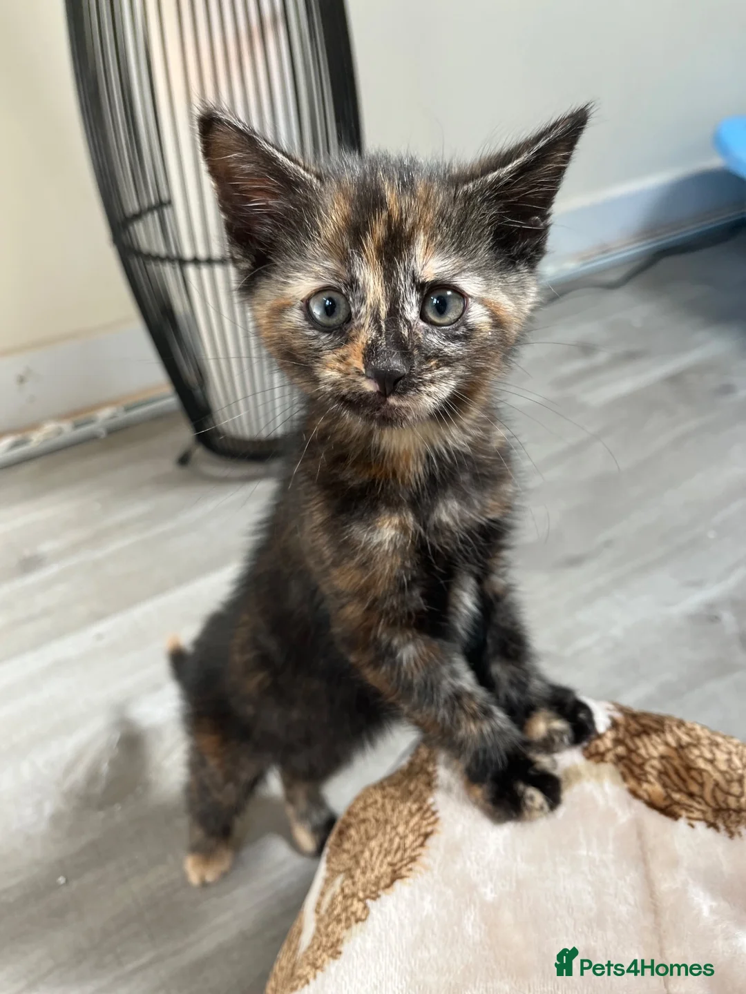Mixed Breed cats for sale: SALT & PEPPER ❤️ - Advert 2