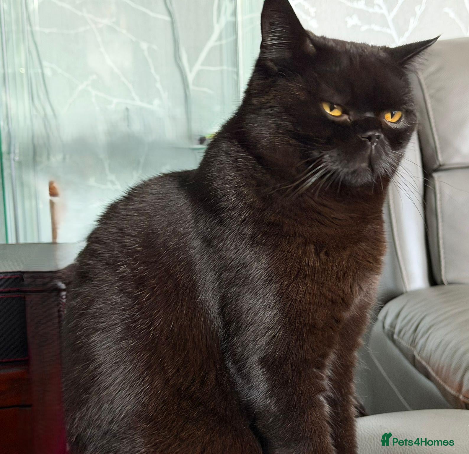 British Shorthair cats **Last 3 Black BSH Kittens – Ready Now** - Advert 2