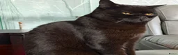 British Shorthair cats for sale: Beautiful Black BSH Kittens £995 GCCF ready 18/9 - Advert 12