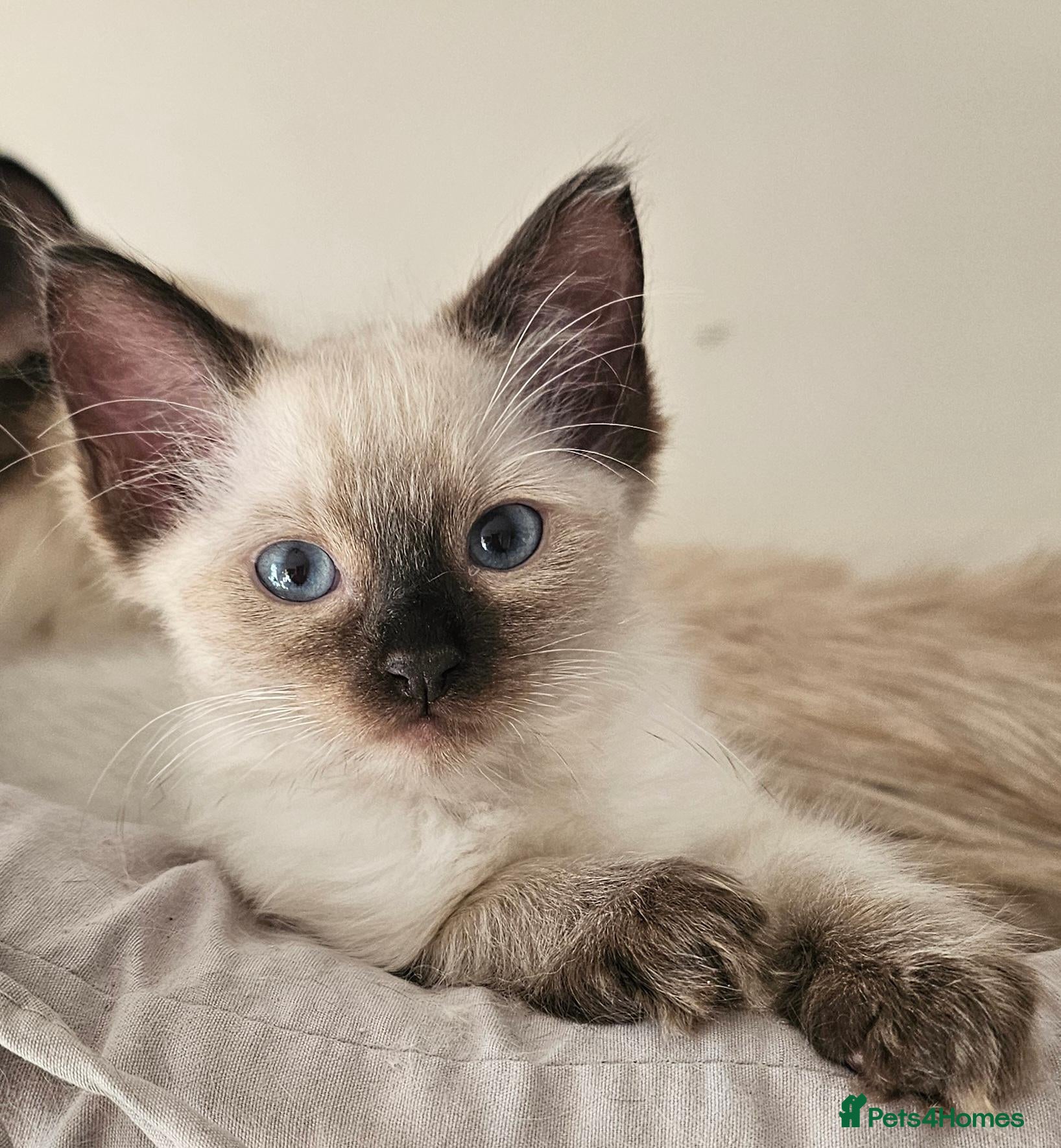 Ragdoll cats for sale: Ragdoll male boy - Advert 1