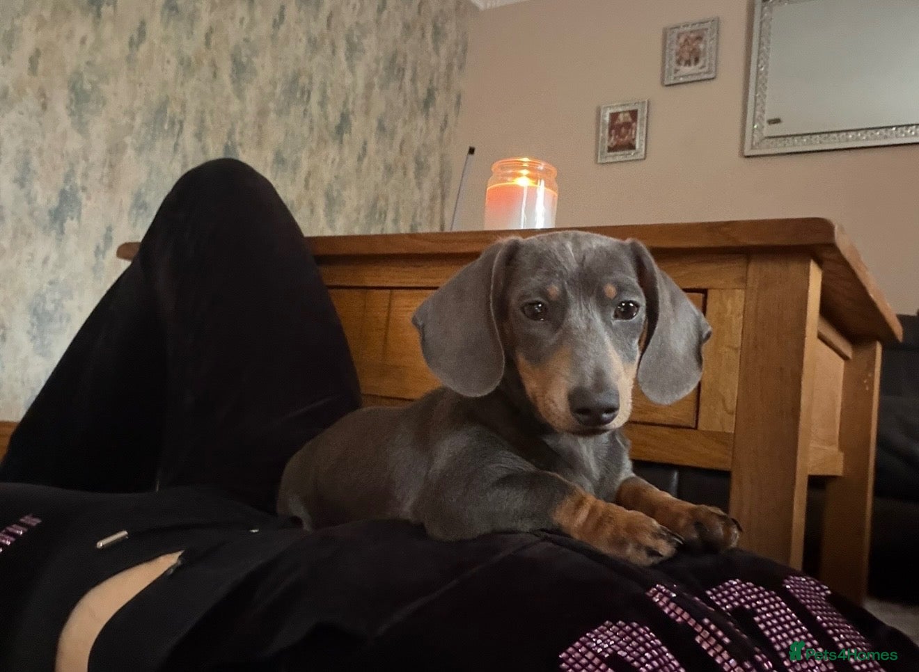 Mixed Breed dogs Dameranian puppies - Advert 2