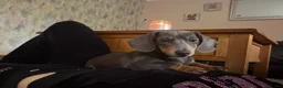 Mixed Breed dogs for sale: Dameranian puppies - Advert 2