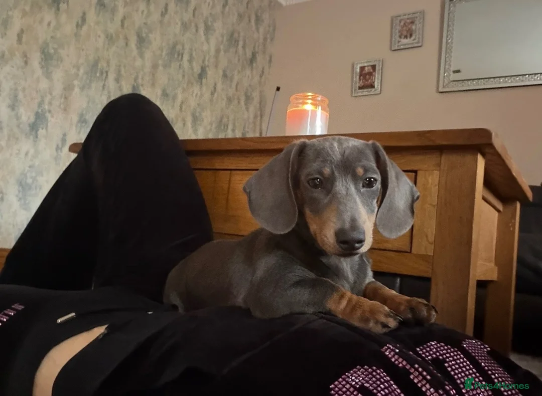 Mixed Breed dogs for sale: Dameranian puppies - Advert 2