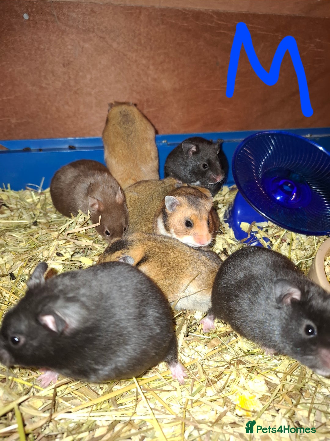 Hamster rodents for sale: Syrian hamsters - Image 2