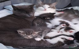 Mixed Breed cats for sale: Beautiful mixed kittens(only 1 boy left) - Image 6