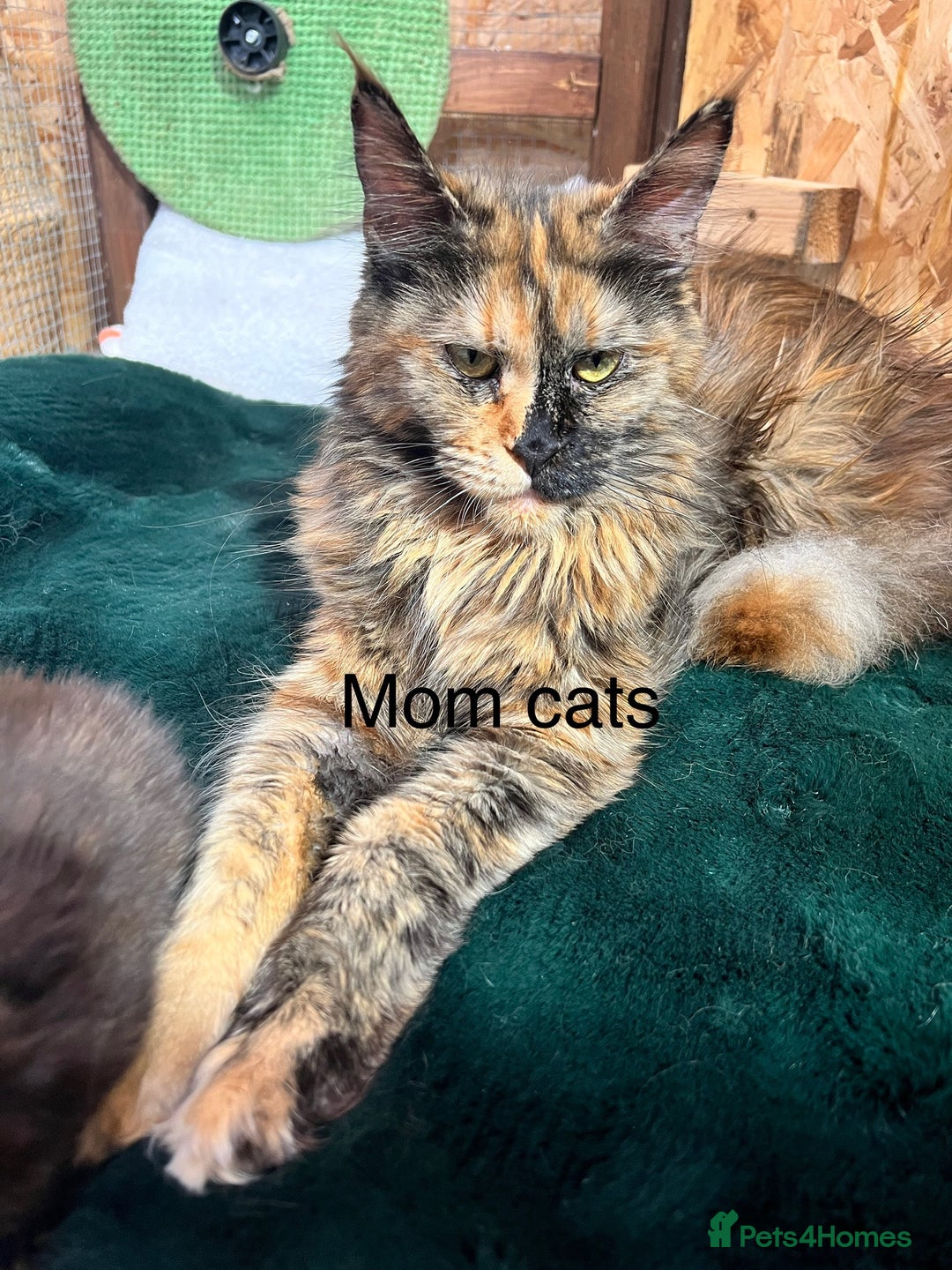 Maine Coon cats for sale: ❤️Maine Coon Girl❤️ - Advert 9