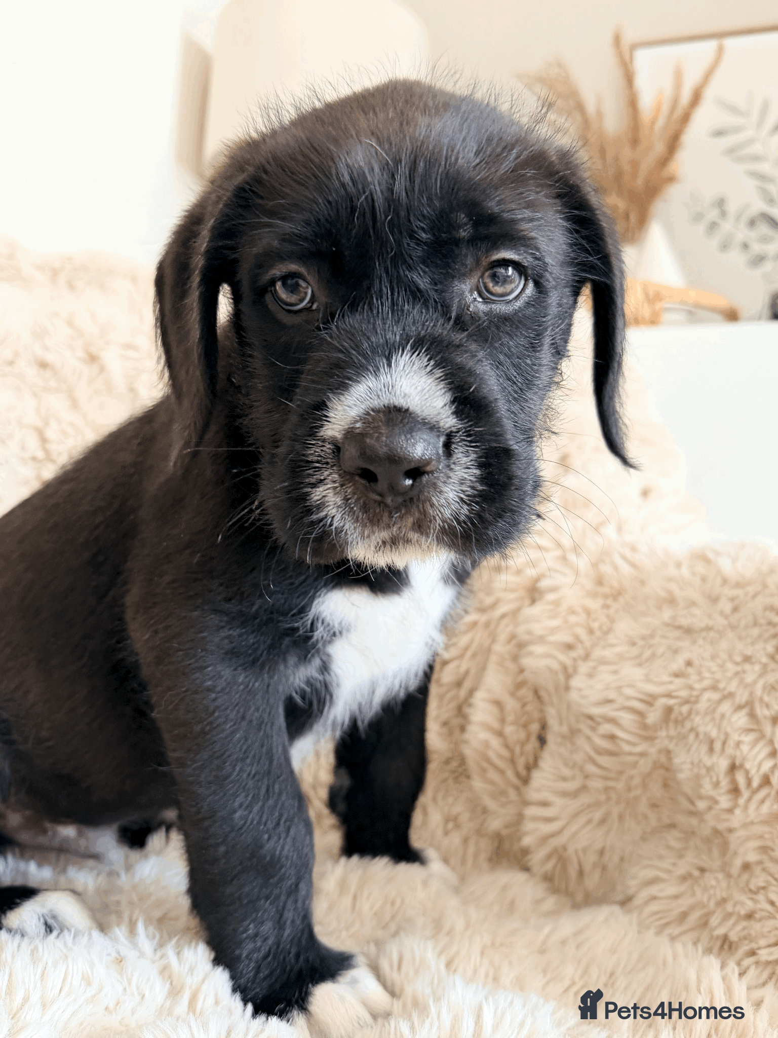 Mixed Breed dogs GIANT FLUFFY PUPS: F1 Old English Bordeaux Cross! - Advert 14