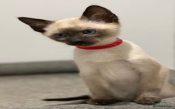Siamese cats for sale: GCCF Registered Traditional Siamese Kittens  - Image 31