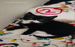 Siamese cats for sale: Four Siamese mix kittens - Image 2