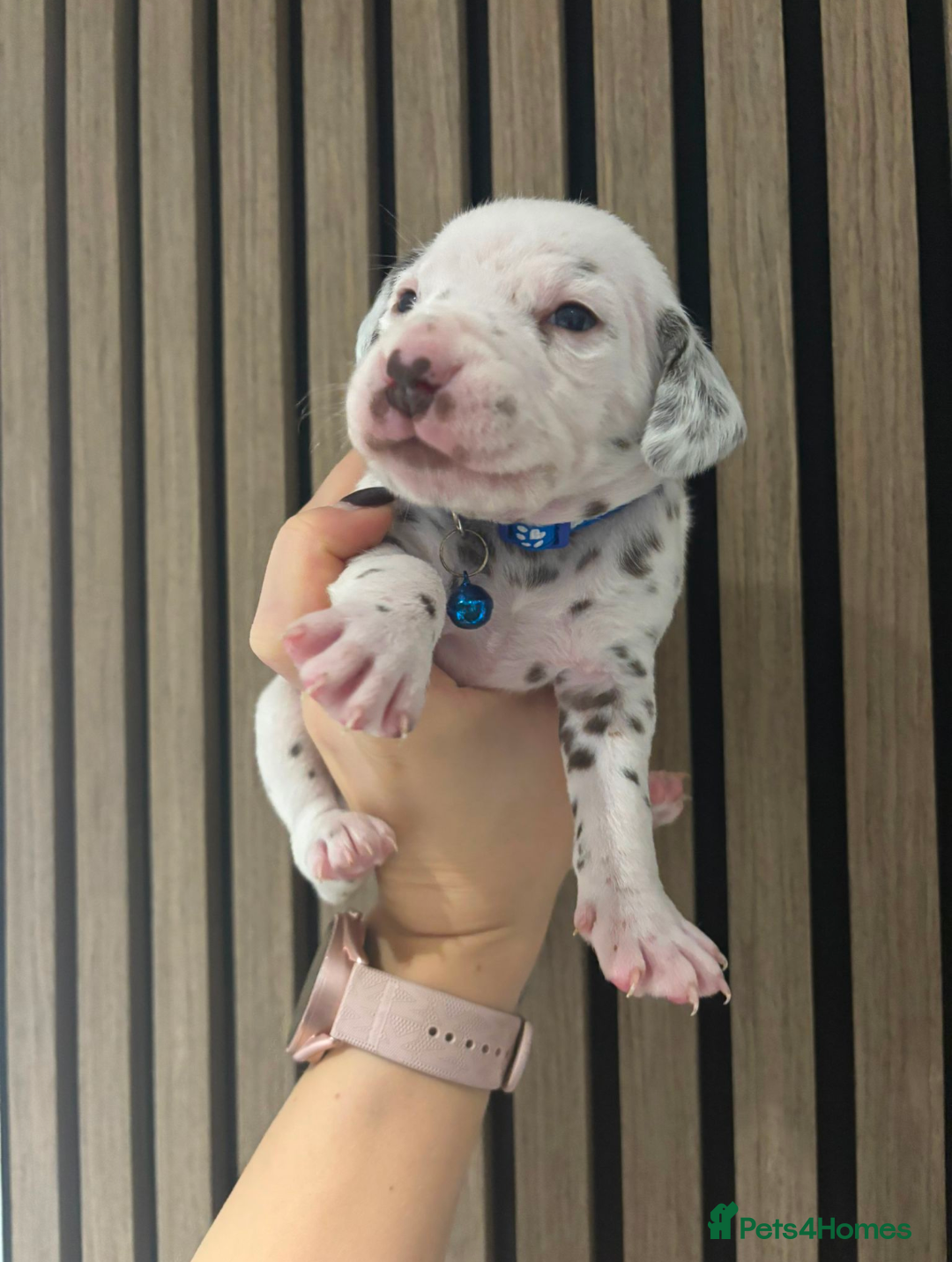 Dalmatian dogs for sale: Dalmatians for Sale (Last 2 Boys Left) - Advert 31