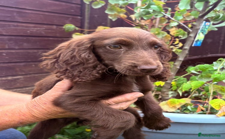 Cocker Spaniel dogs - Advert 4