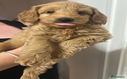 Cavapoo dogs for sale: Cavapoo puppies for sale - Image 20