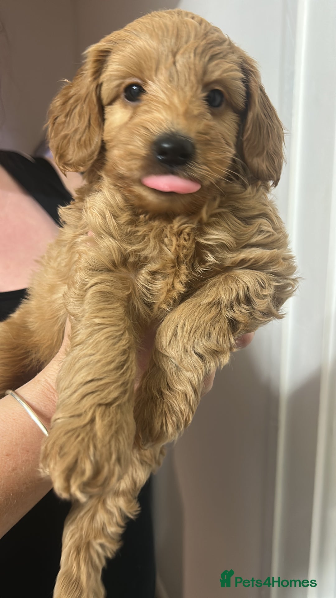 Cavapoo dogs for sale: Cavapoo puppies for sale - Image 20
