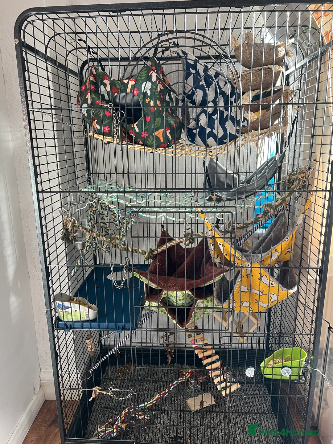 Rat rodents for sale: 4 Male rats + Cage (negotiable price)  - Advert 1