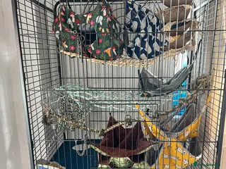 Rat rodents 4 Male rats + Cage + accessories and food - Advert 1