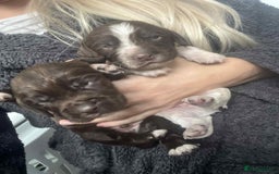Cocker Spaniel dogs for sale: Cocker spaniel puppies 5 boys available  - Image 5
