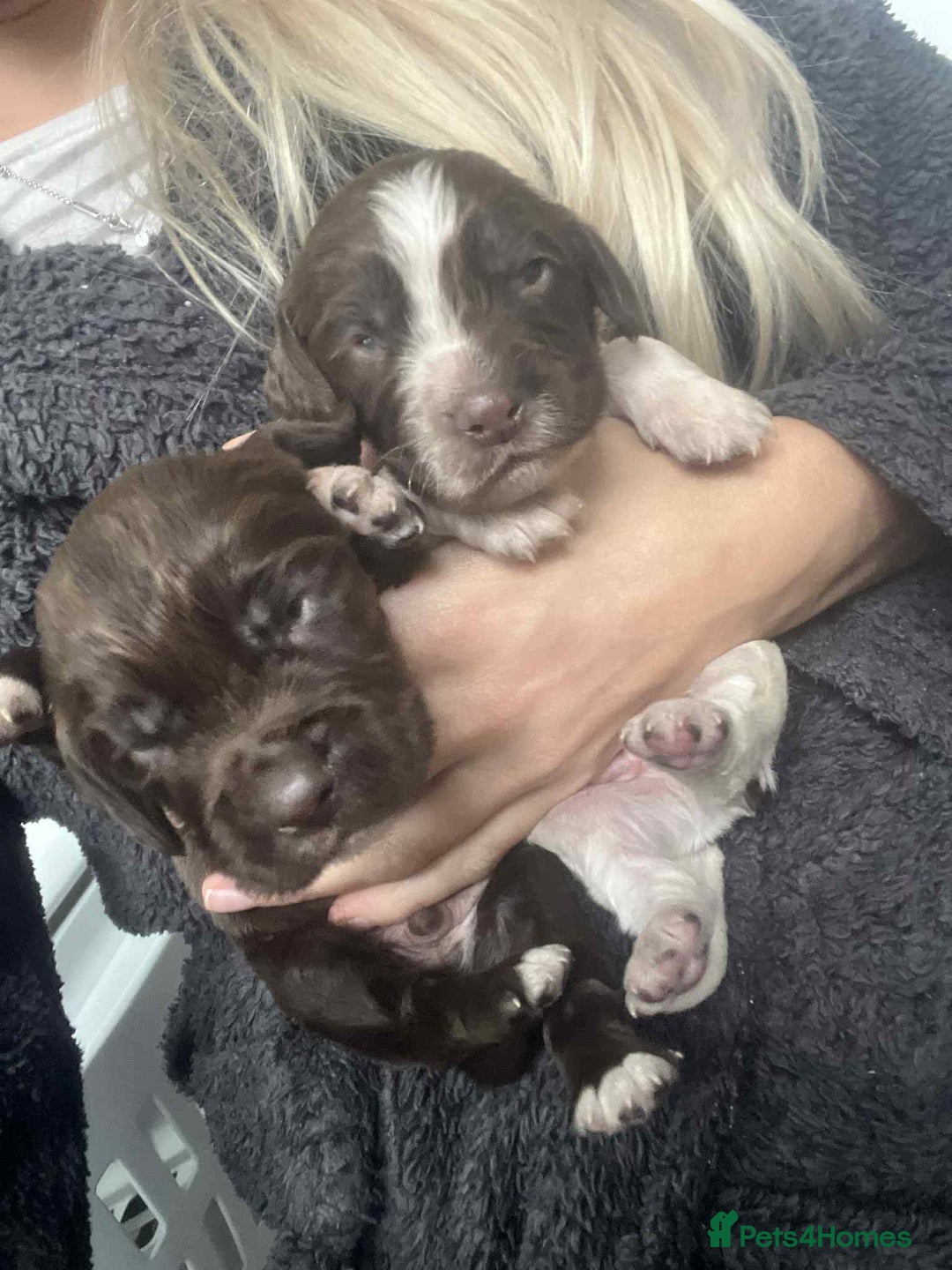 Cocker Spaniel dogs for sale: Cocker spaniel puppies 5 boys available  - Image 5