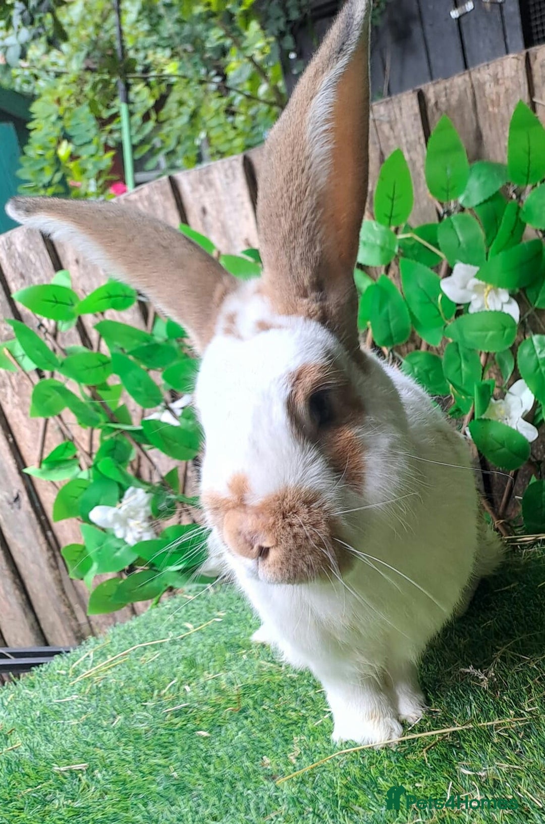 Continental Giant rabbits for sale: Woodland View Star Bunny Studs - Vaccinated  in Runcorn - Image 4
