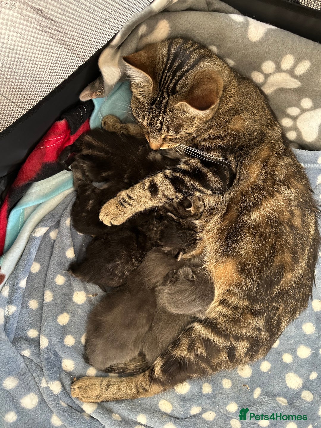 Mixed Breed cats for sale: Gorgeous kittens ready now  - Image 6