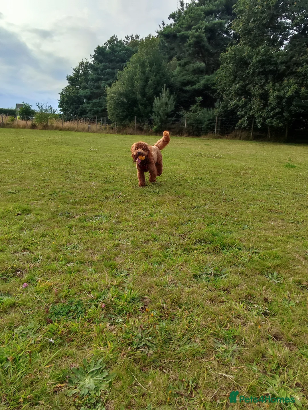 Miniature Poodle dogs for stud: Stunning health tested KC Red Miniature Poodle in Cannock - Advert 16
