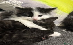 Mixed Breed cats for sale: Kittens  - Image 10