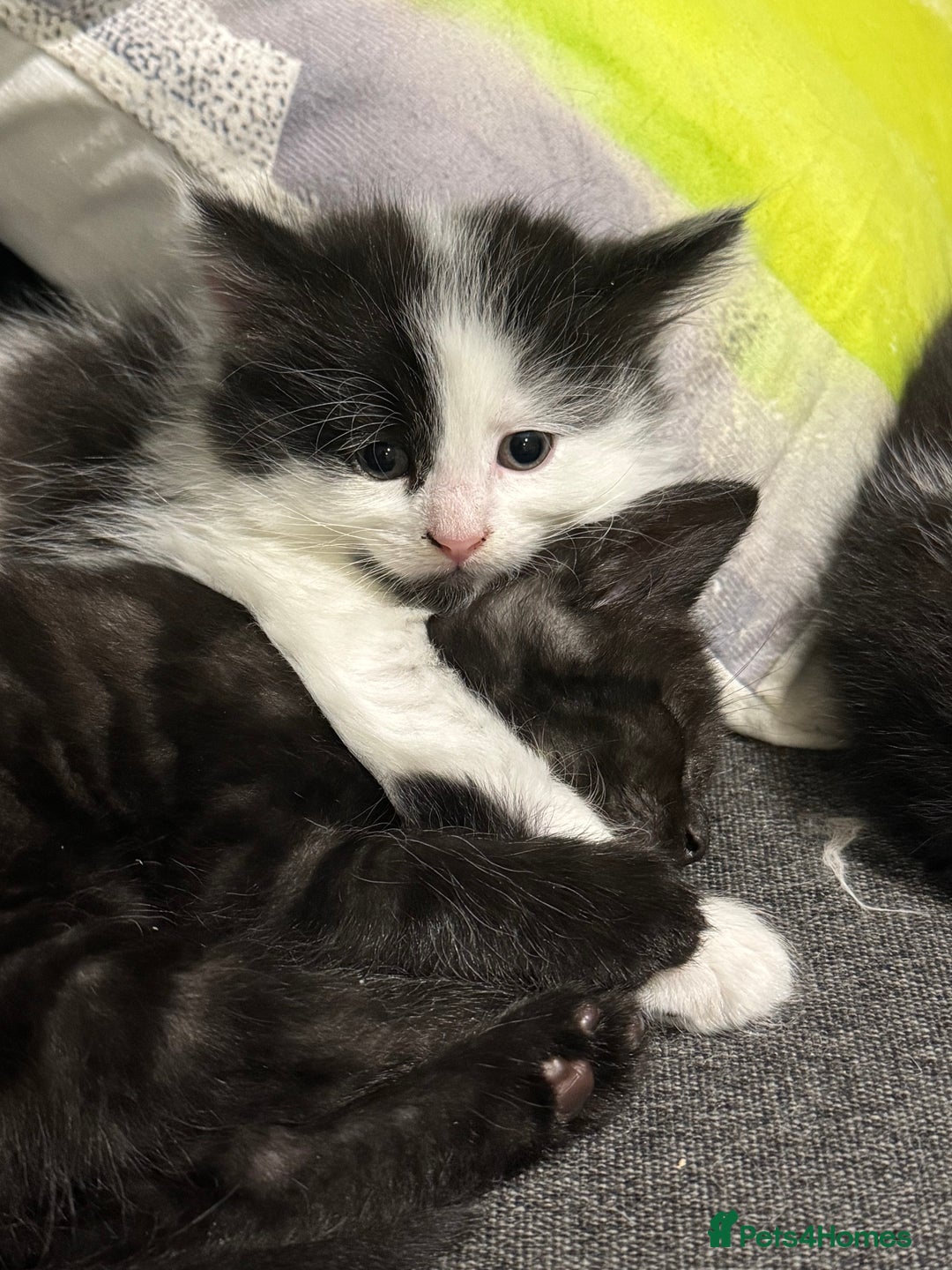 Mixed Breed cats for sale: Kittens  - Image 10