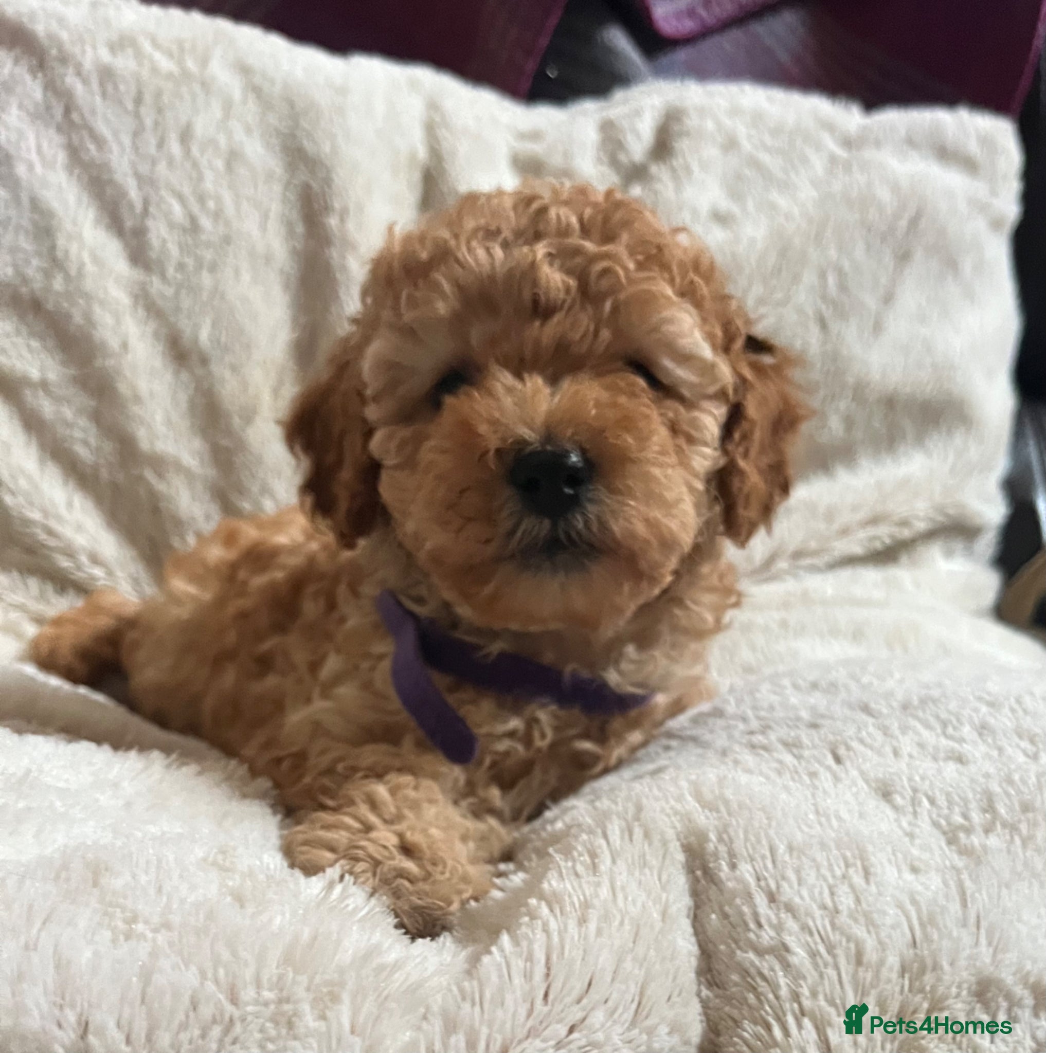 Cavapoochon dogs Cavapoochon puppies  - Advert 2
