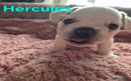 French Bulldog dogs for sale: French bulldog pups ❤️ - Image 20