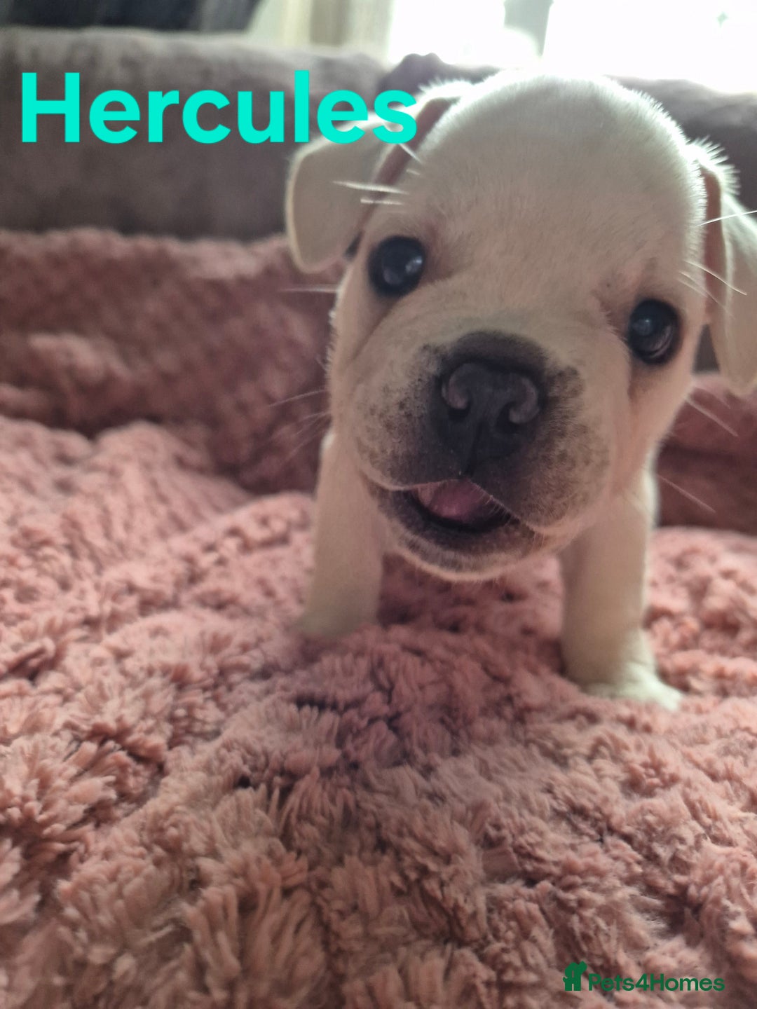 French Bulldog dogs for sale: French bulldog pups ❤️ - Image 20