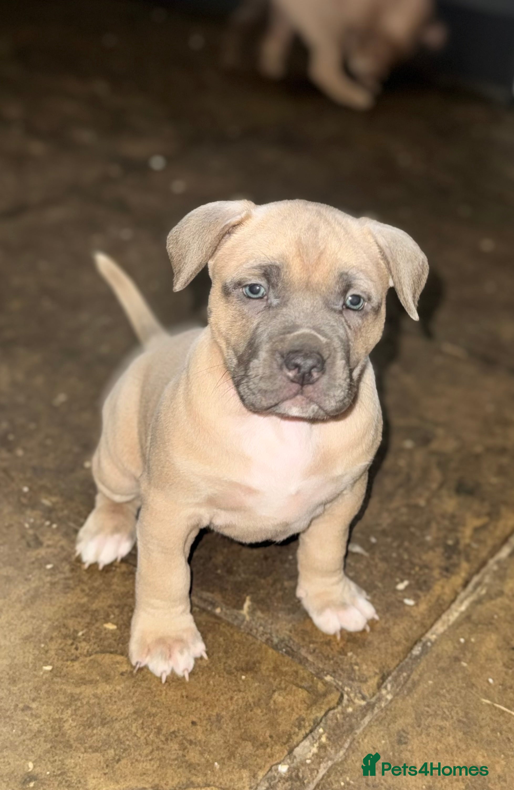 Mixed Breed dogs Cane Corso Boerboels - Advert 2