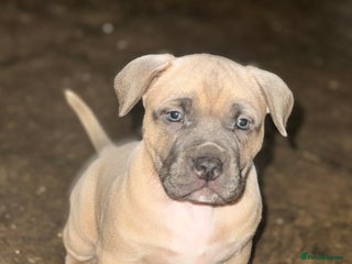 Mixed Breed dogs Cane Corso Boerboels - Advert 2