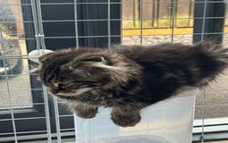 Scottish Fold cats for sale: beautiful Scottish Fold×Nebelung Kittens in Liverpool - Image 14