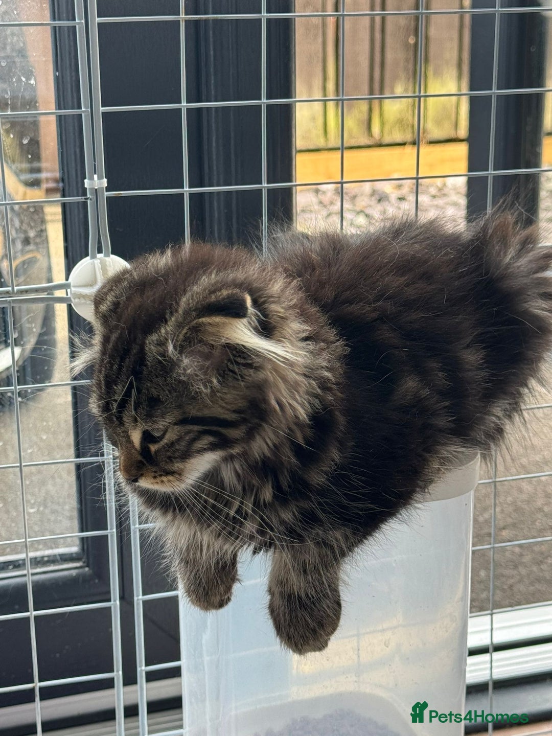 Scottish Fold cats for sale: beautiful Scottish Fold×Nebelung Kittens in Liverpool - Image 14