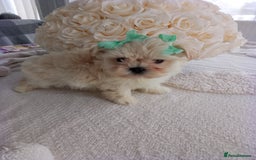 Mixed Breed dogs for sale: Maltese X Lhasa apso  - Image 4