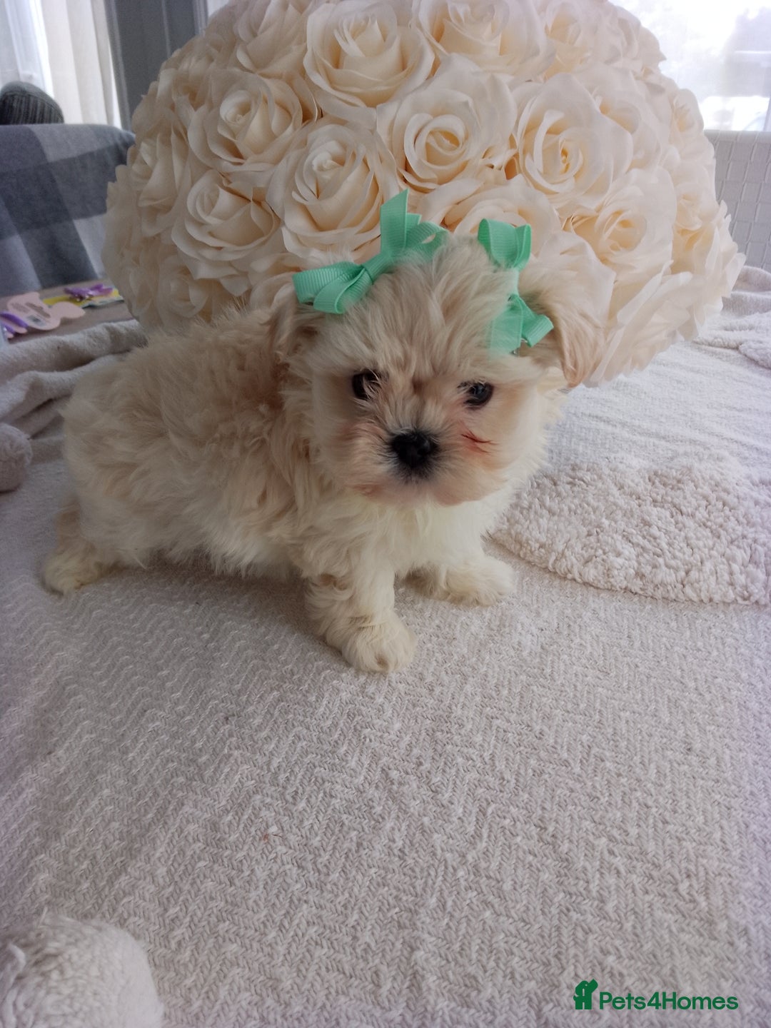 Mixed Breed dogs for sale: Maltese X Lhasa apso  - Image 4