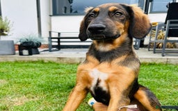 Mixed Breed dogs for adoption: Clover (Shepherd/Hound mix) - Image 8