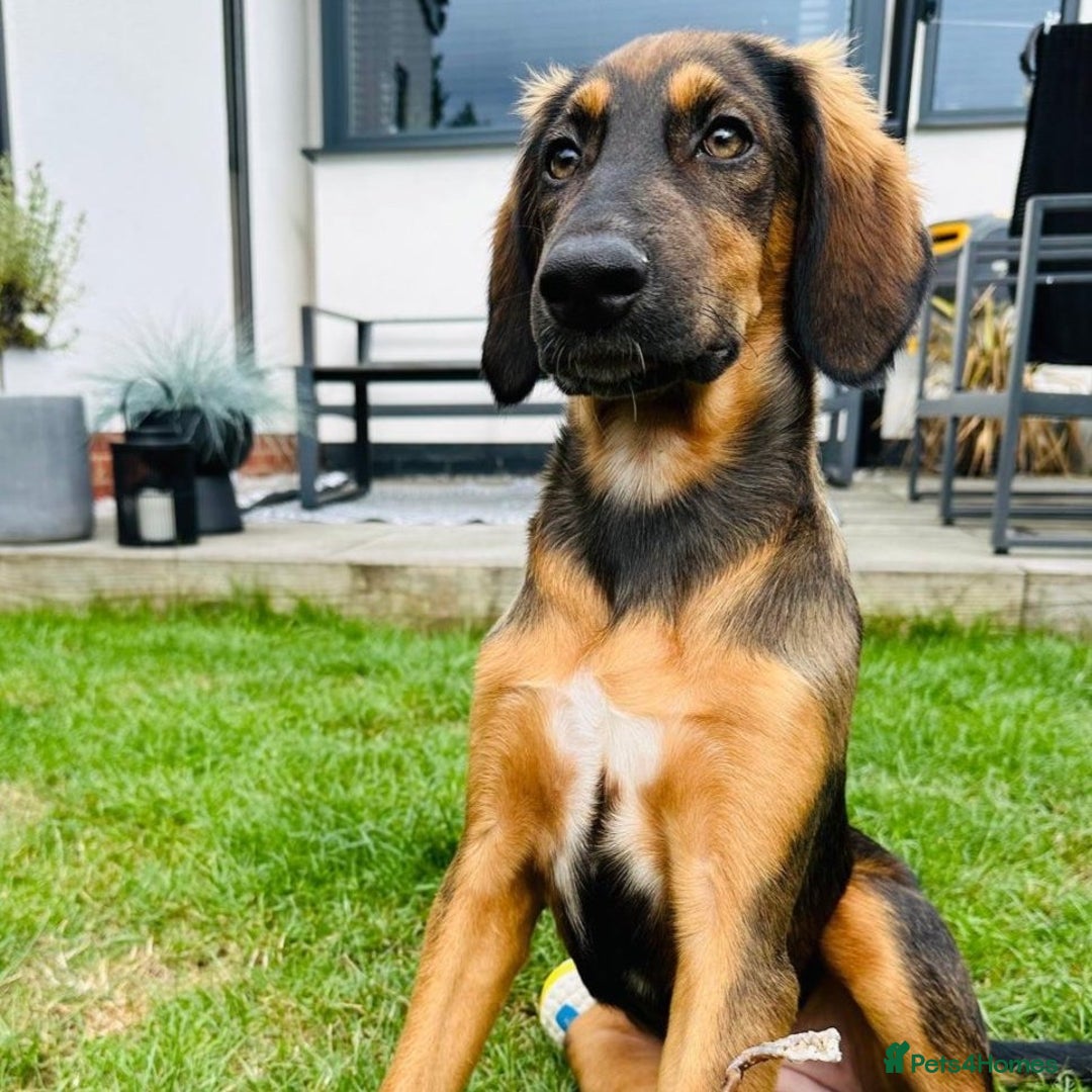 Mixed Breed dogs for adoption: Clover (Shepherd/Hound mix) - Image 8