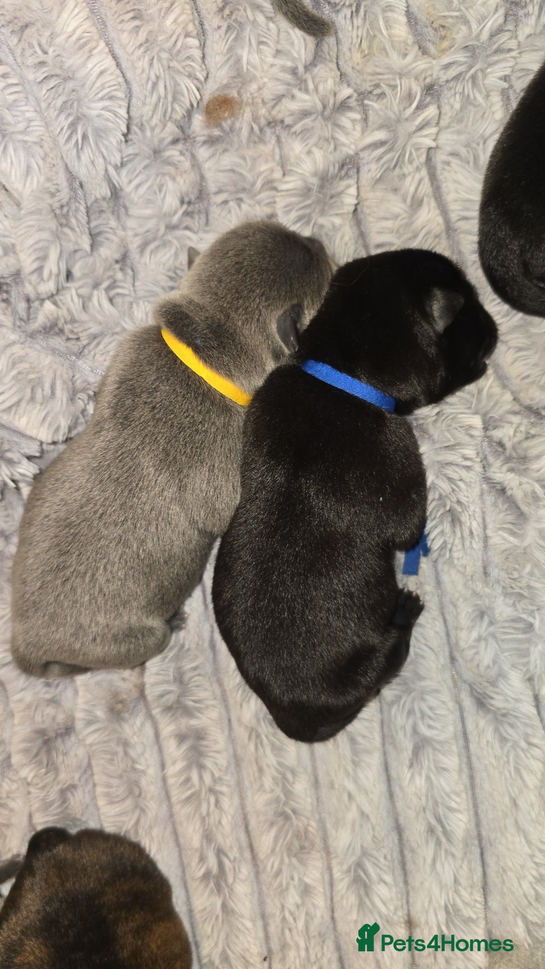 Mixed Breed dogs for sale: Chaffy puppies - Image 6