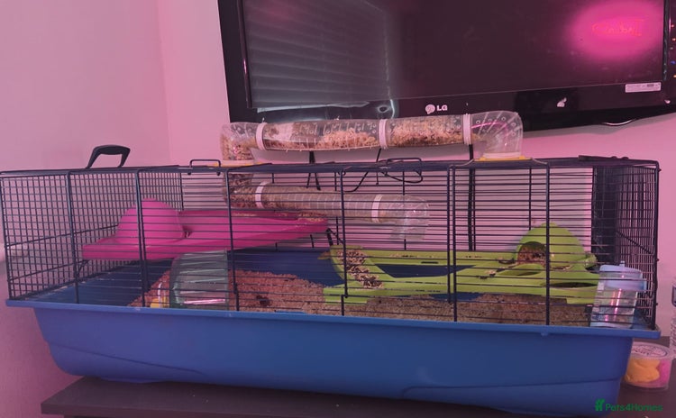 Hamster rodents - Advert 7