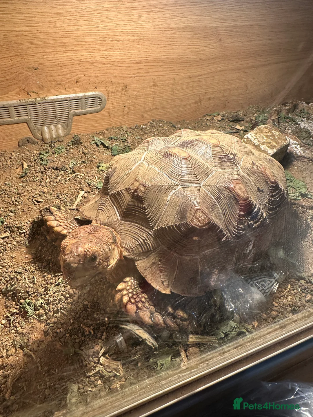 Tortoise reptiles for sale: Sulcata and Red Food Tortoise  - Advert 15