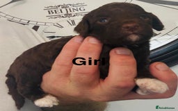 Cockapoo dogs for sale: stunning merle cockapoo puppies, ready 21st august - Image 11