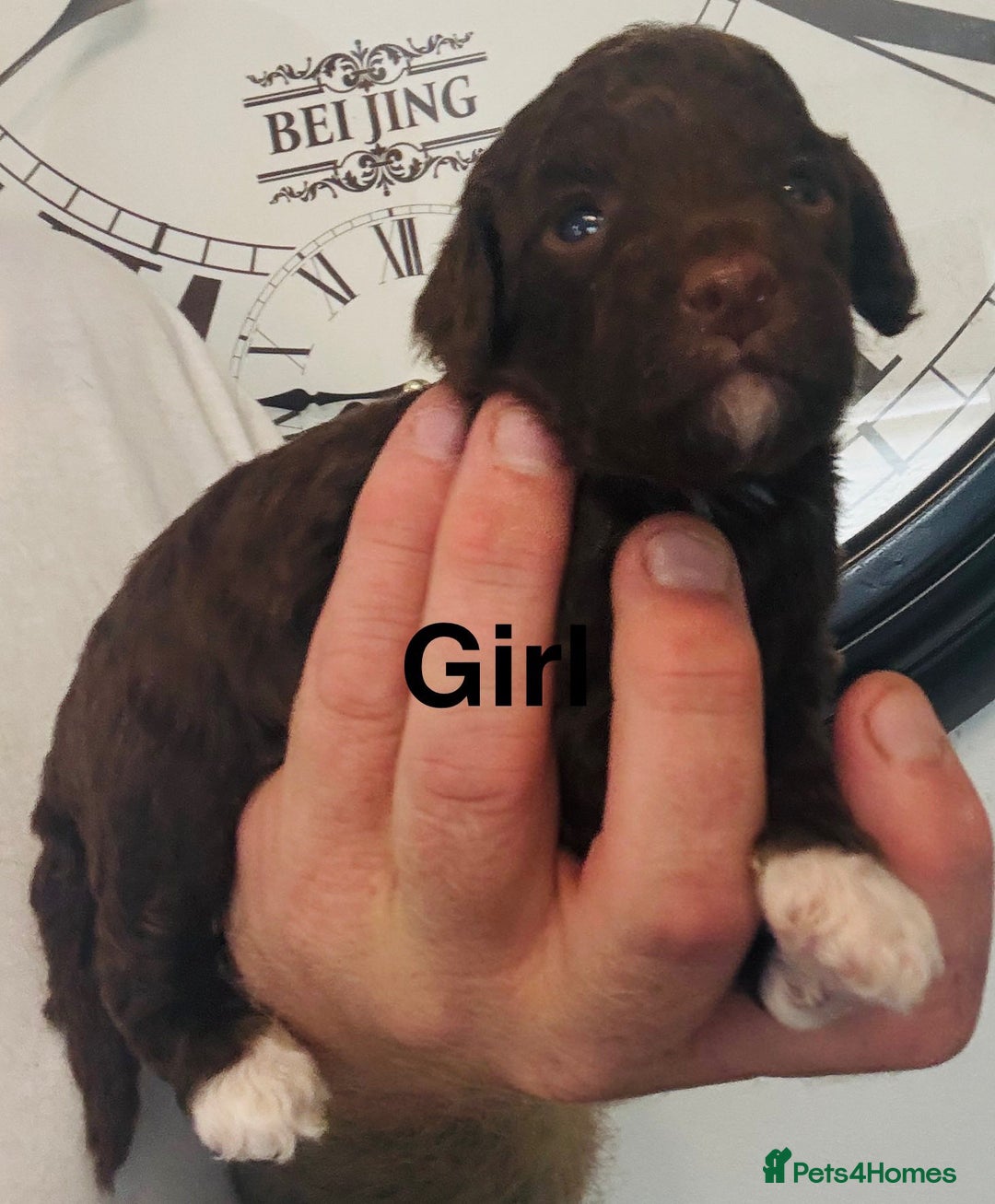 Cockapoo dogs for sale: stunning merle cockapoo puppies, ready 21st august - Image 11