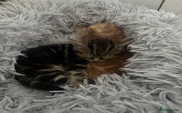 Mixed Breed cats for sale: 4 gorgeous kittens - Image 12