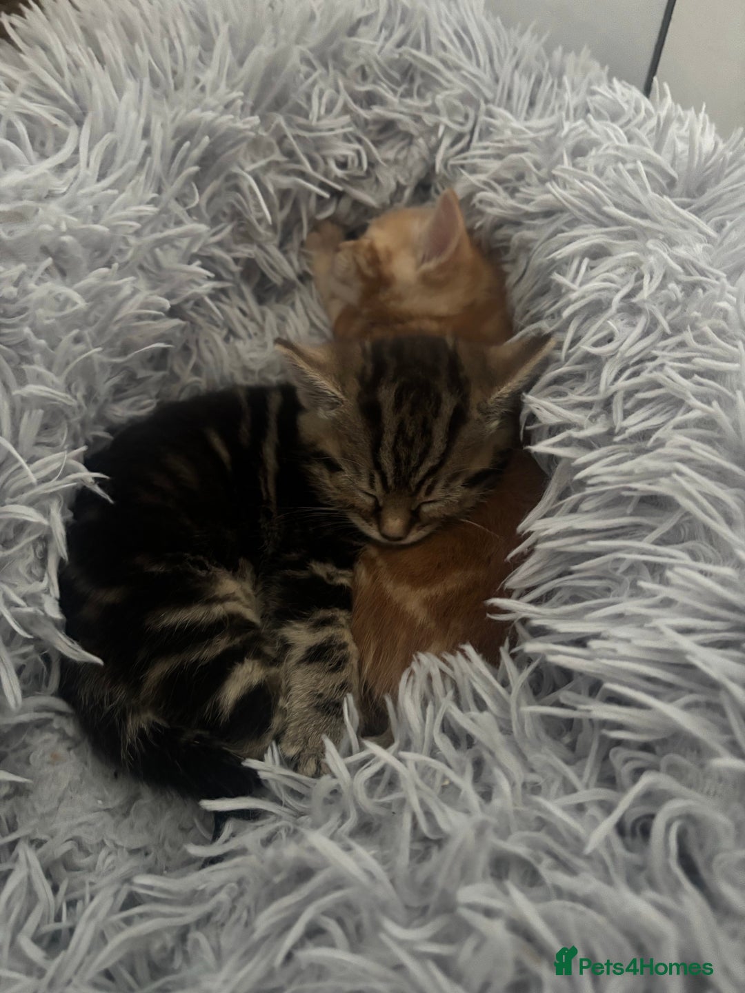 Mixed Breed cats for sale: 4 gorgeous kittens - Image 12