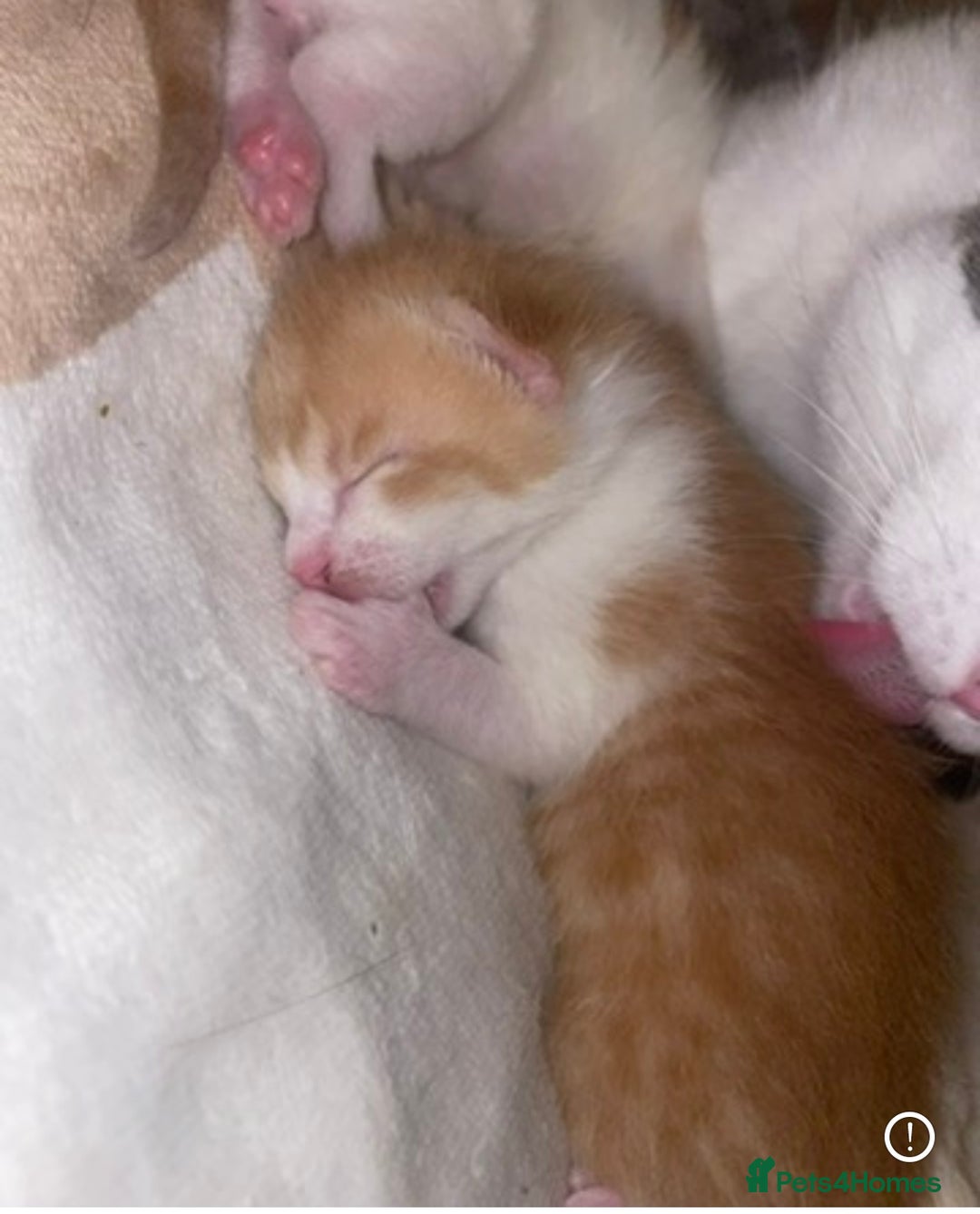 Mixed Breed cats for sale: 5 Beautiful & Friendly kittens for sale  - Advert 4