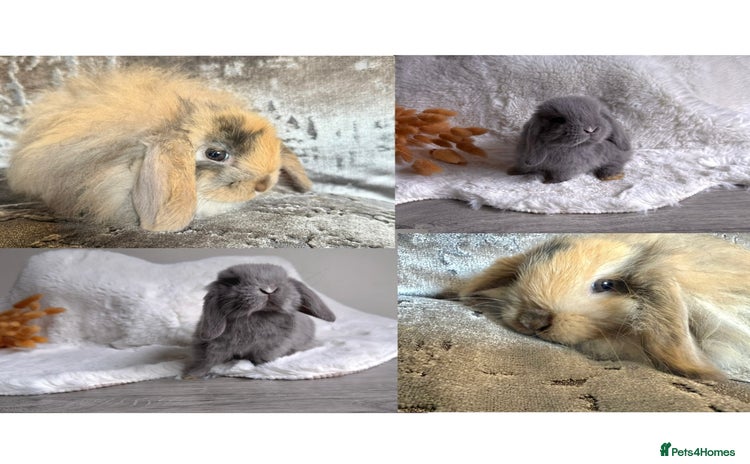 Mini Lop rabbits - Advert 2