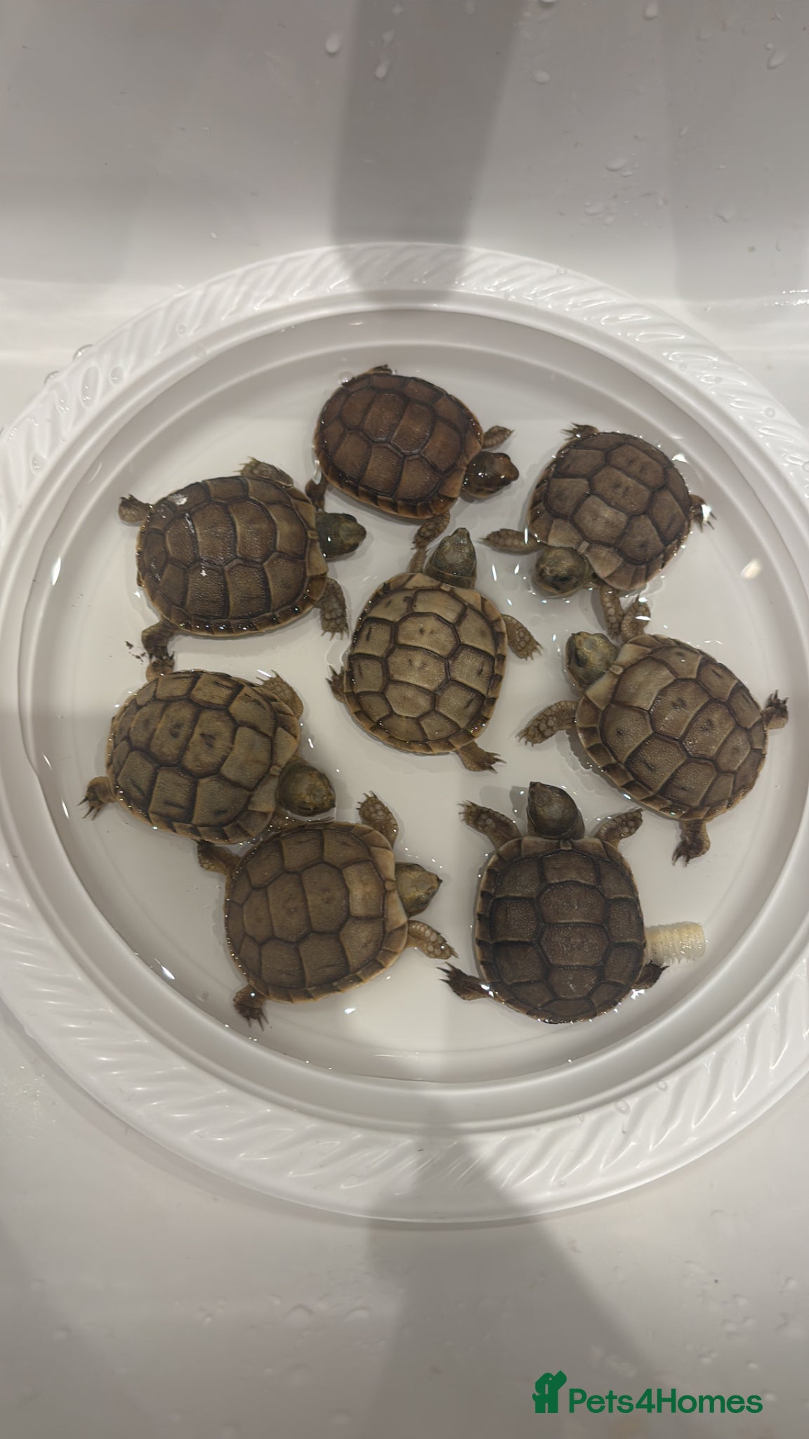 Tortoise reptiles Tortoise - Advert 2