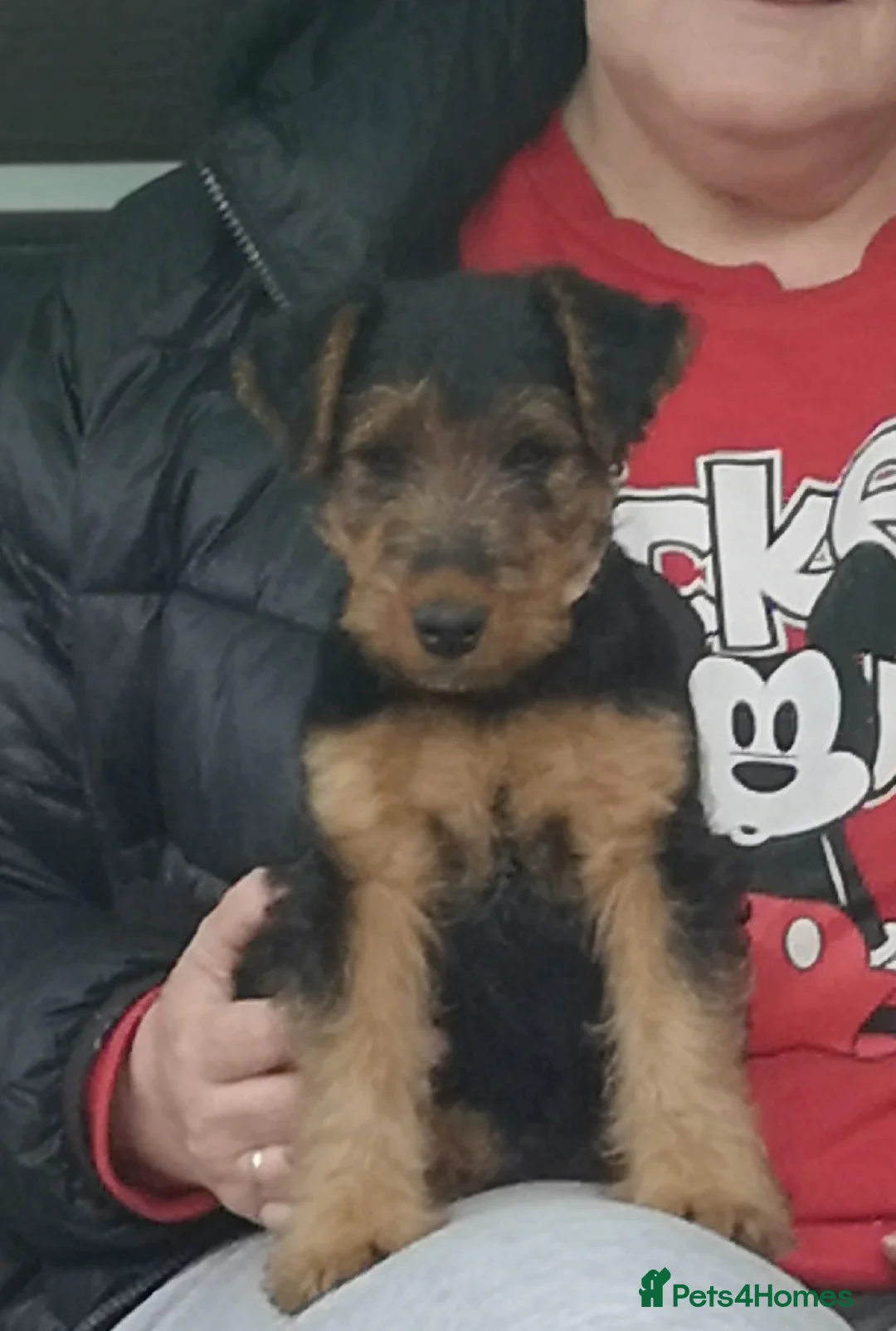 Welsh Terrier dogs for sale: Beautiful Welsh terrier puppy girl - Advert 2