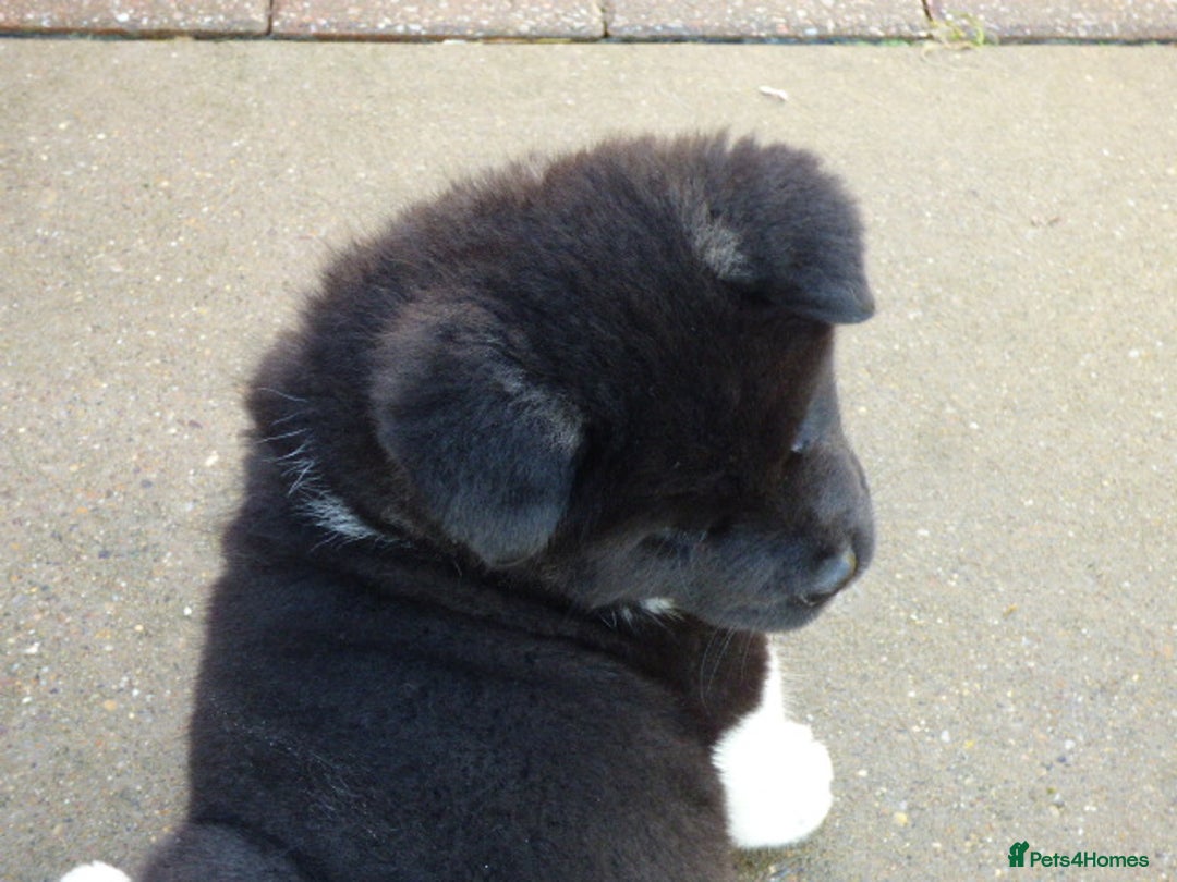 Akita dogs for sale: Quality Akita Baby Girl (KC Registered) - Advert 11